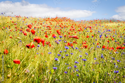 Blooming cornflower in rye field