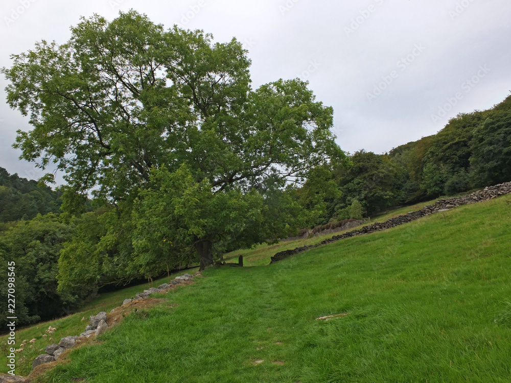 a path in a sloping hillside meadow with an old stone wall and single tree with surrounding forest on the route of the old howarth road in calderdale west yorkshire