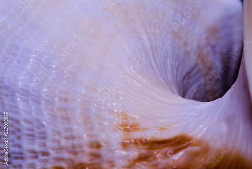 fragment of a large oceanic seashell abstract texture of a blue orange with dark hole
