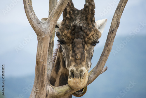 Primo piano di una giraffa