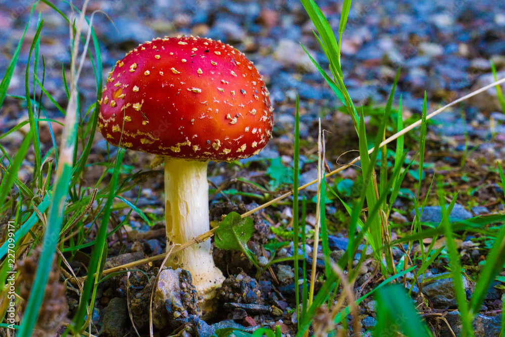 mushroom in the forest mushroom in the forest