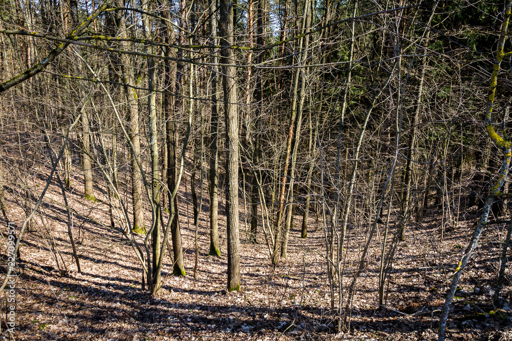 Fototapeta premium Forest in early spring