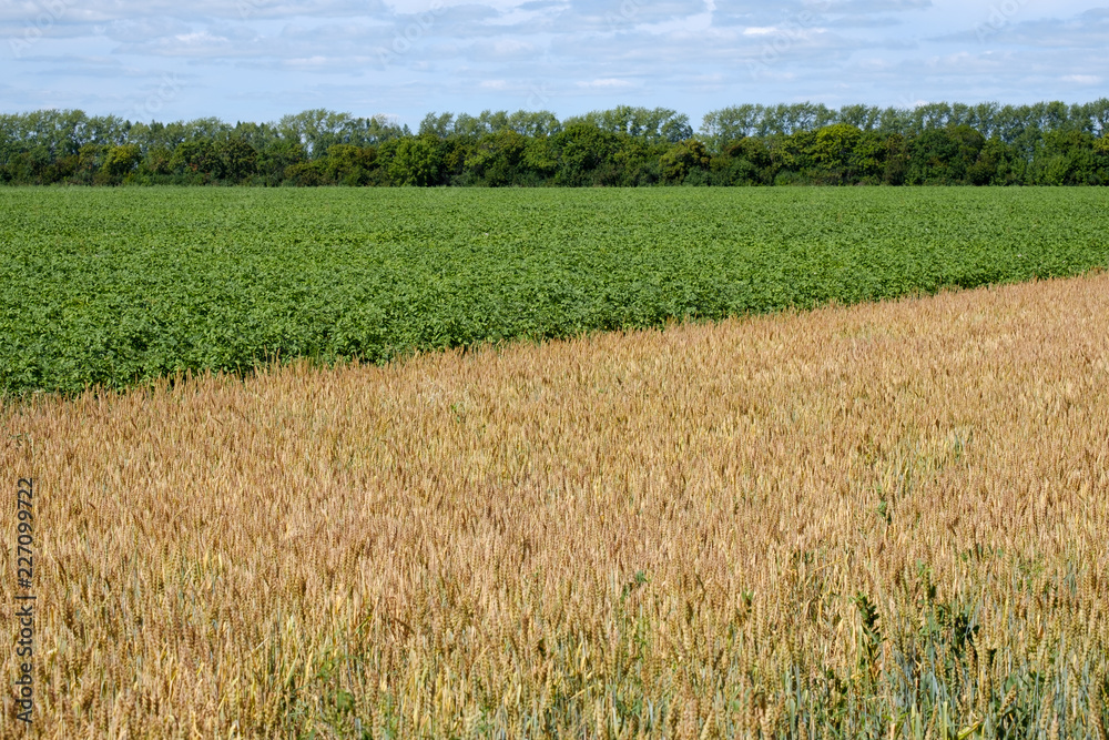 a color field is divided diagonally green part of the field part of yellow on the horizon, the trees and the narrow strip of sky