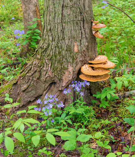 Wild flowers & fungi at base of woodland tree