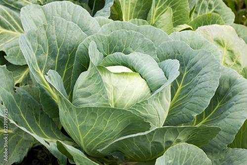 Big cabbage in the garden. Fresh green big cabbage organic vegetables in the farm. Cabbage detail or cabbage background.