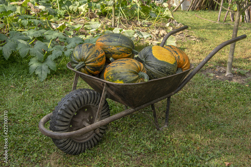 Cucurbita pepo oleifera in the wheelbarrow, group of vegetables photo