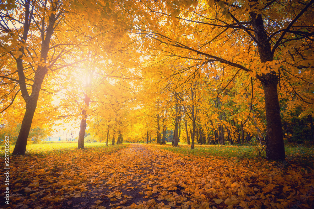 Fototapeta premium Autumn