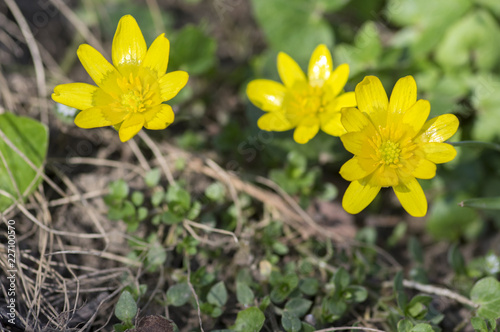 Ficaria verna wild plant flowering in forests during springtime, groundcover creeping yellow flowers in bloom