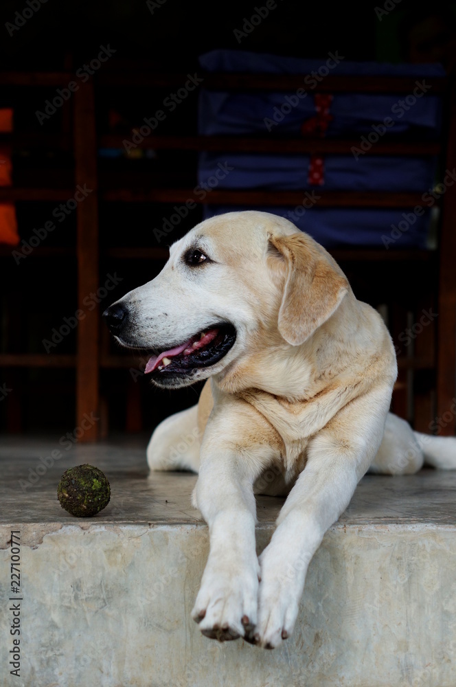 Yellow Labrador lay down on the concrete floor and waiting to play with black background for copy space. Yellow Labrador lay down on the concrete floor and waiting to play with black background for copy space.