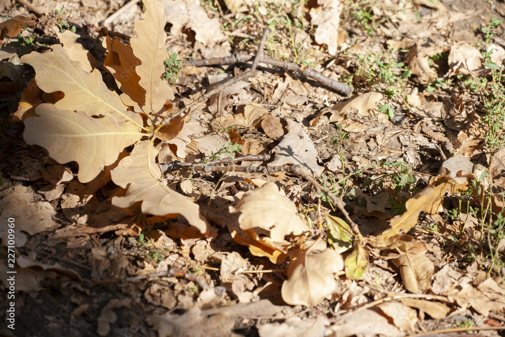 Dry oak leaves on the ground for background Dry oak leaves on the ground for background