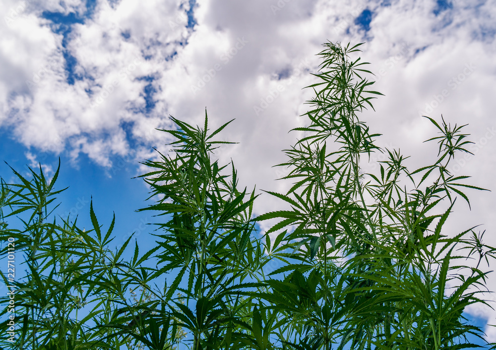Plants of meadows and fields - hemp, cannabis, marijuana Plants of meadows and fields - hemp, cannabis, marijuana