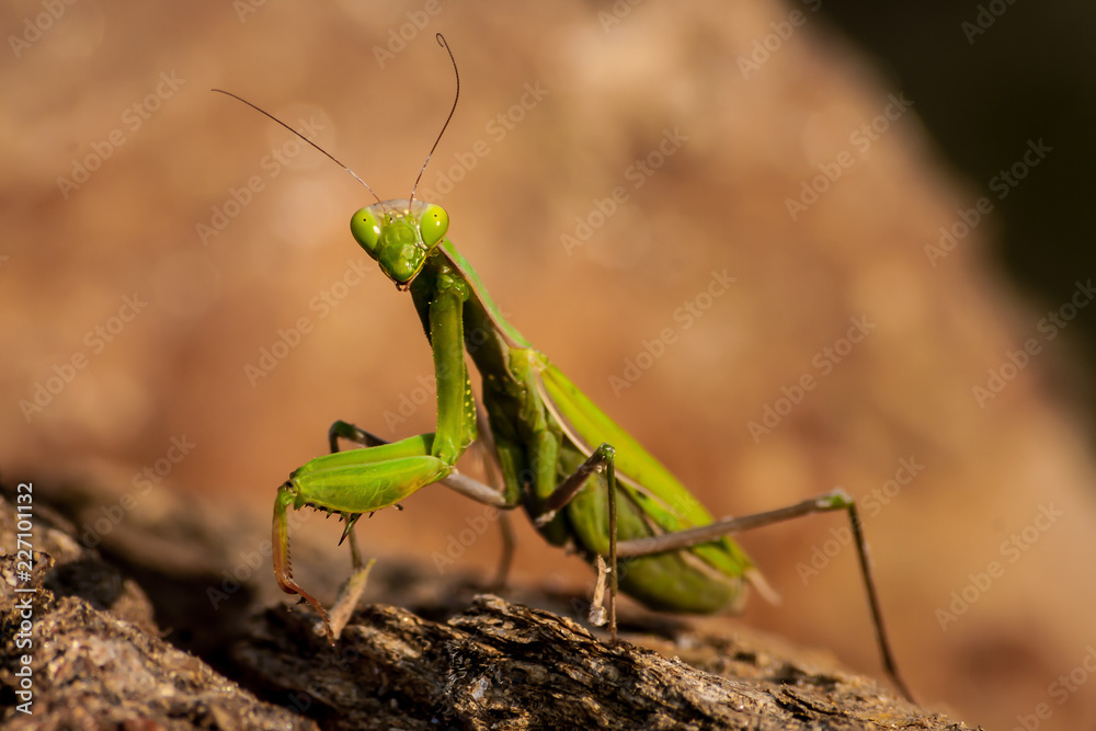 Green praying mantis close up on rocky background