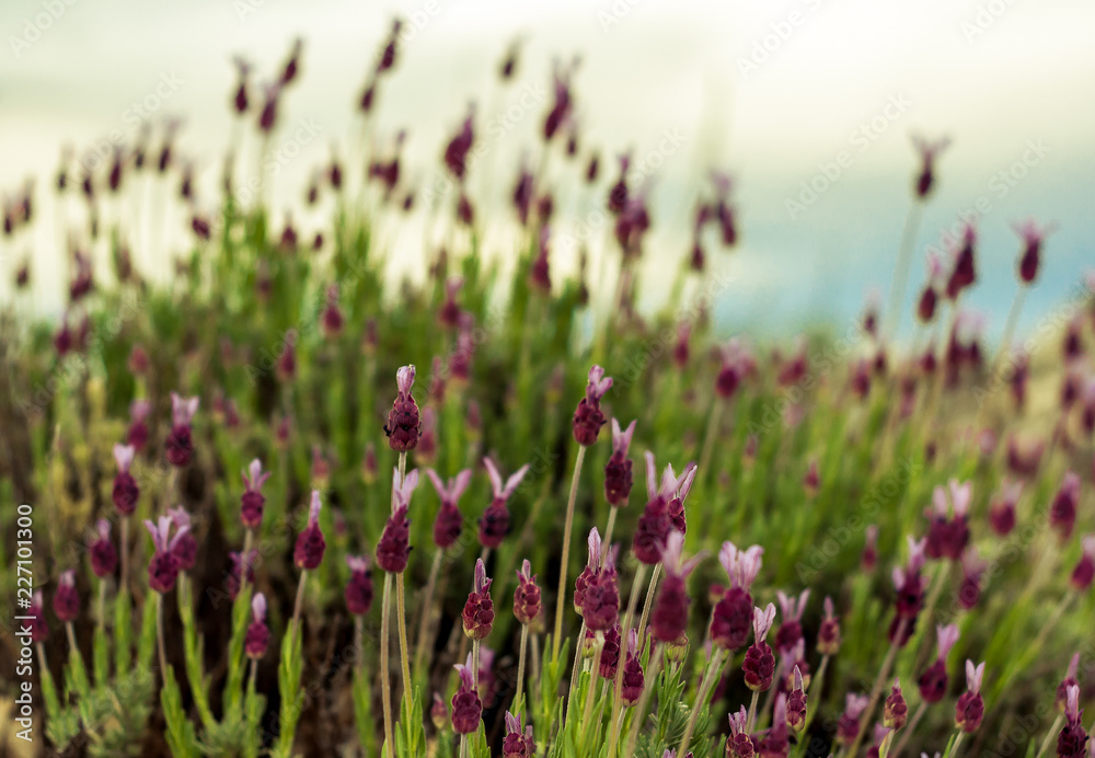 A pattern of wild lavender flowers blossom in spring A pattern of wild lavender flowers blossom in spring