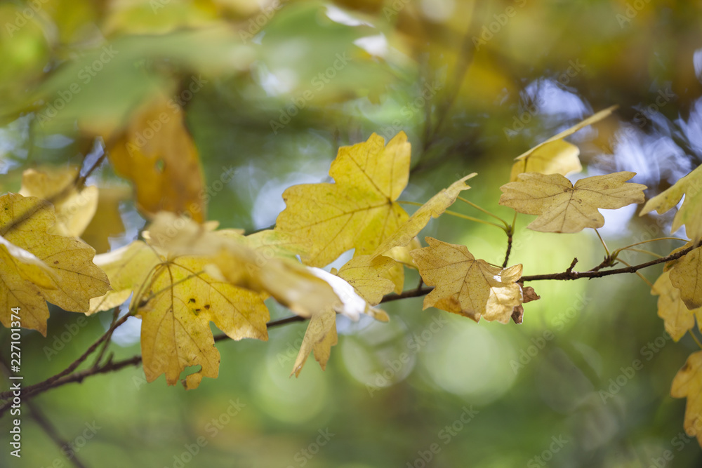 Yellow maple leaves, autumnal natural background, selective focus Yellow maple leaves, autumnal natural background, selective focus