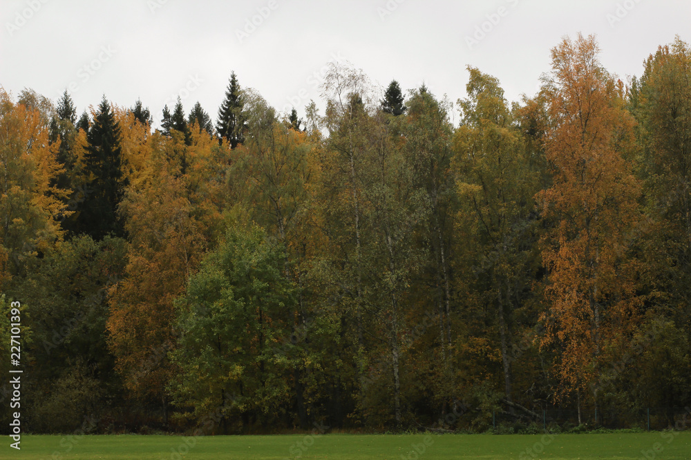 Autumn in the park Autumn in the park