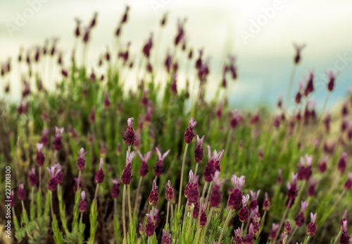 A pattern of wild lavender flowers blossom in spring