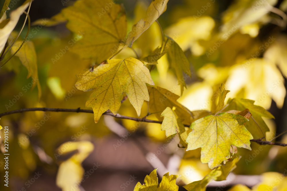 Yellow maple leaves, autumnal natural background, selective focus Yellow maple leaves, autumnal natural background, selective focus
