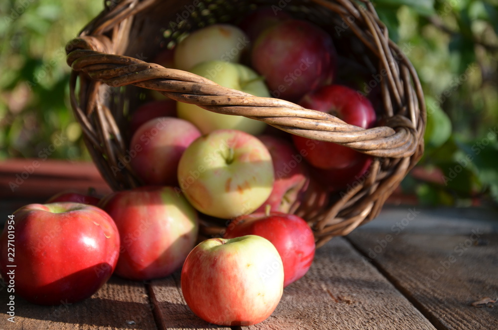Organic apples in basket in summer grass. Fresh apples in nature. Organic apples in basket in summer grass. Fresh apples in nature.