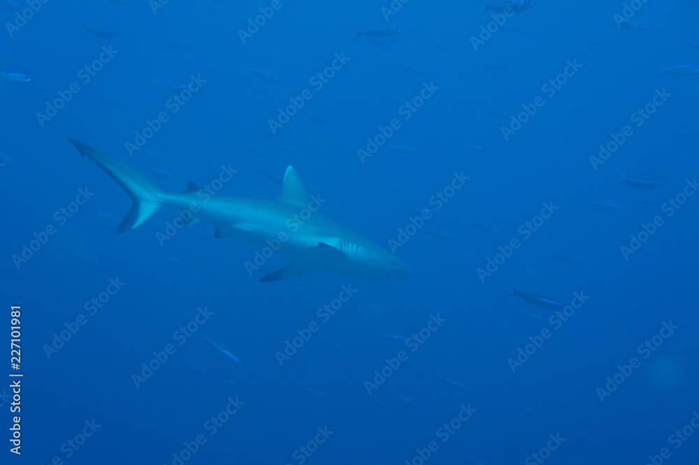 Tiburon gris de maldivas 1