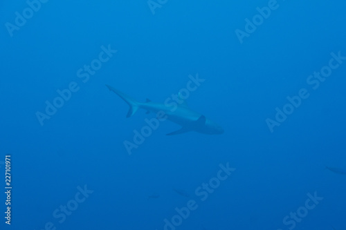 Tiburon gris de maldivas 2