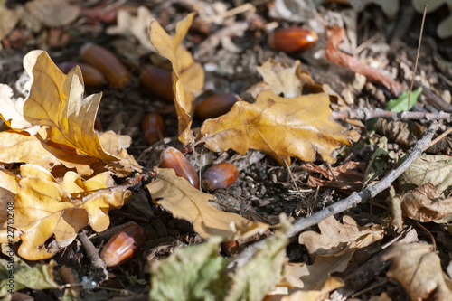 Acorns and a dry oak leaf on the ground in the autumn forest