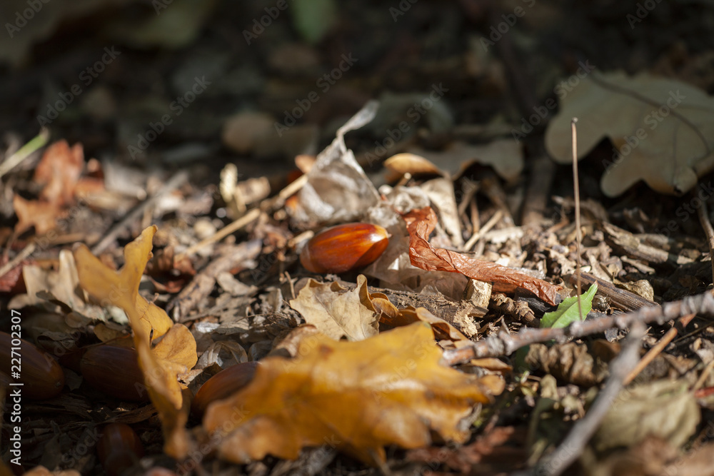 Dry oak leaves on the ground for background Dry oak leaves on the ground for background