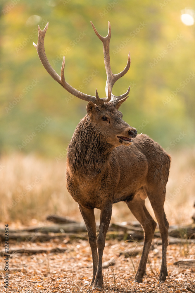 Fototapeta premium Deer's Slab in the forest