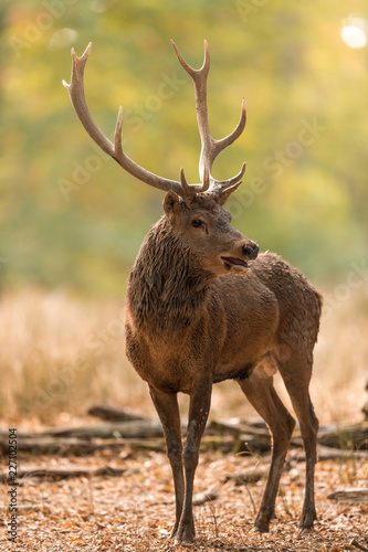 Deer s Slab in the forest