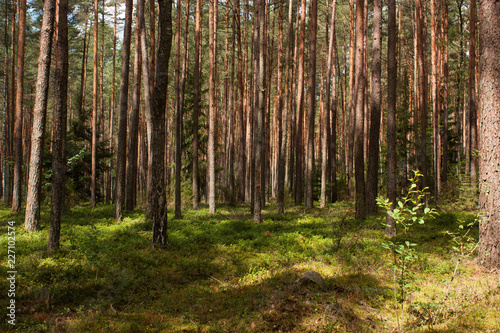 Fototapeta Naklejka Na Ścianę i Meble -  Forest in summer.