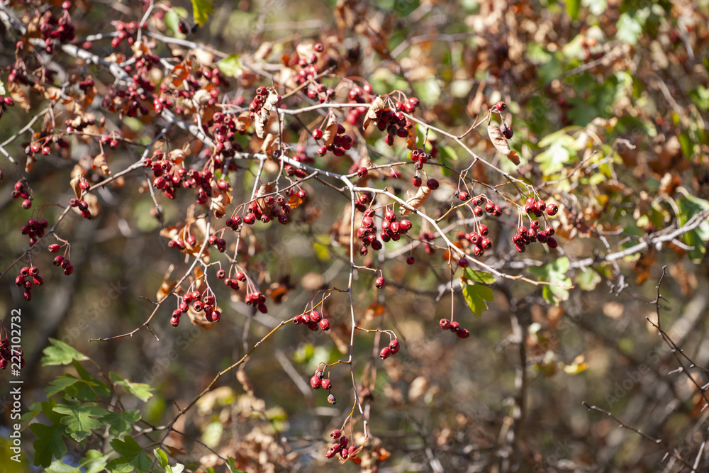 branches with hawthorn berries in the garden. background with branches and hawthorn berries. branches with hawthorn berries in the garden. background with branches and hawthorn berries.