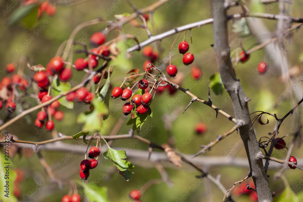 Obraz premium branches with hawthorn berries in the garden. background with branches and hawthorn berries.