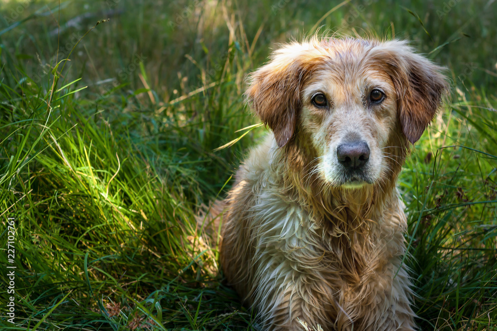 Obraz premium Golden Retriever portrait laying in tall green grass 