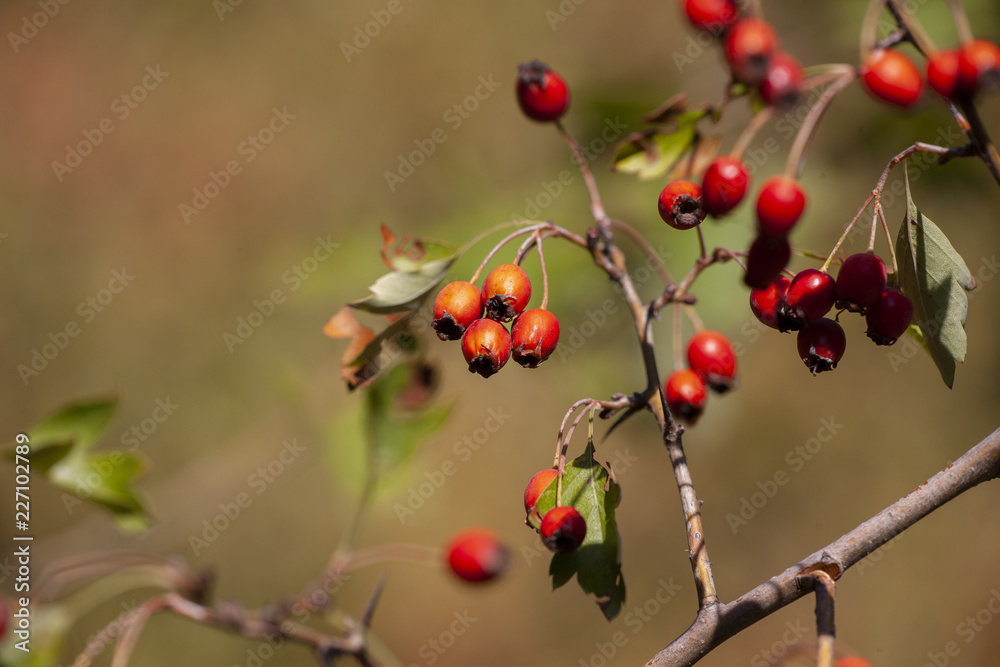 branches with hawthorn berries in the garden. background with branches and hawthorn berries.