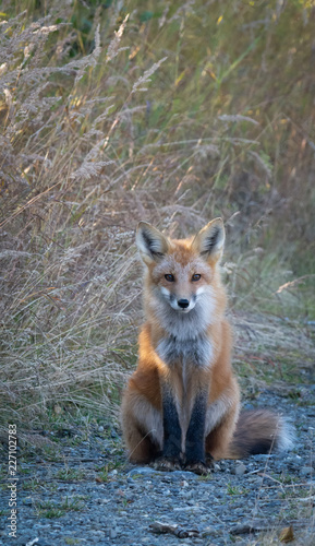 Grey fox with red coat and black feet sits up right © latitude59