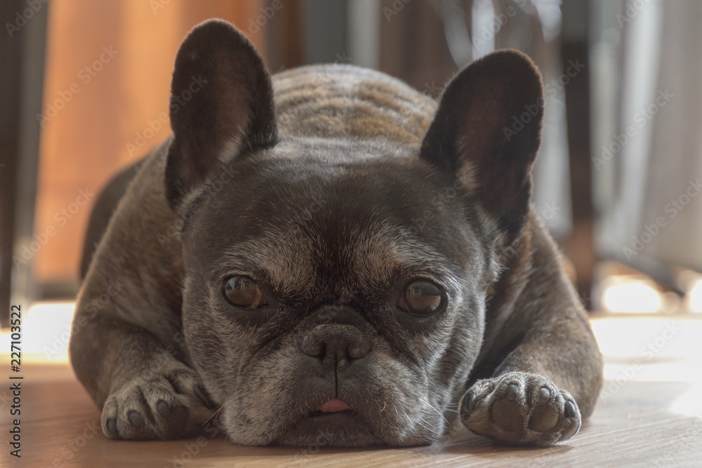 Old brown French bulldog lying on the floor with her head between her legs.