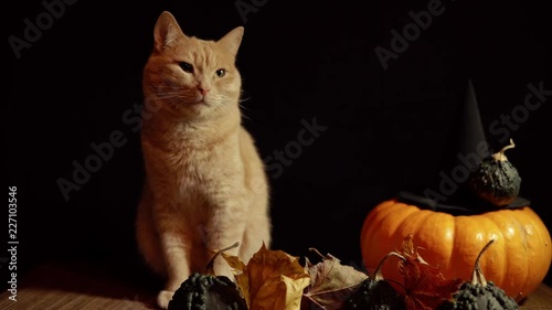 A little peach cat sits next to a red pumpkin and small warty gourds among the leaves on a black background.
