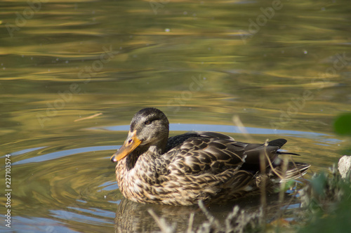 duck in a pond