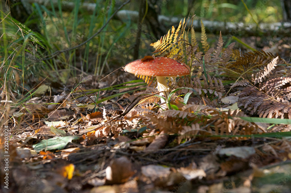 beautiful wild forest mushrooms in Ukraine beautiful wild forest mushrooms in Ukraine
