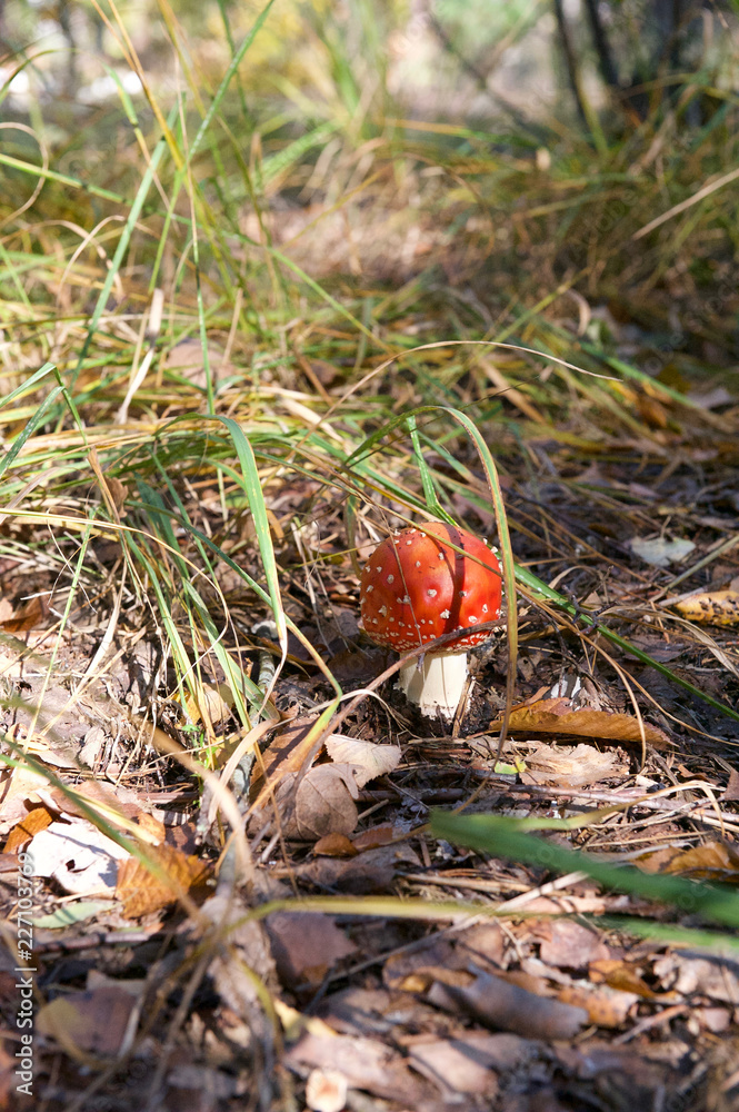beautiful wild forest mushrooms in Ukraine beautiful wild forest mushrooms in Ukraine