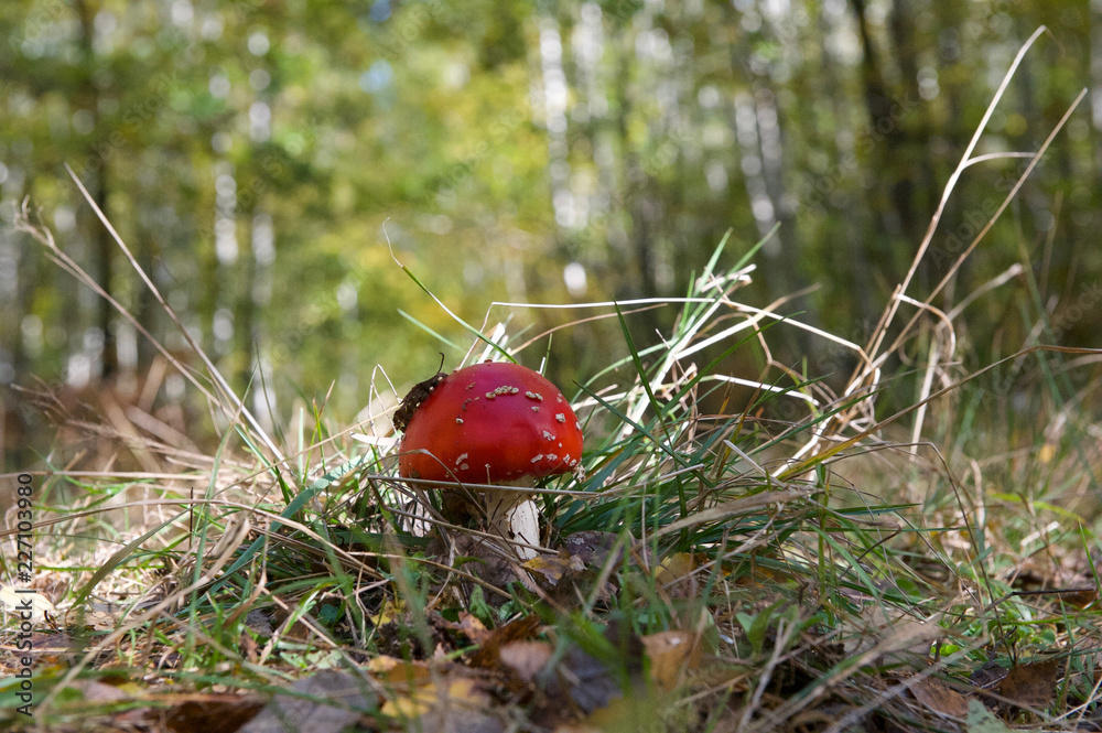beautiful wild forest mushrooms in Ukraine beautiful wild forest mushrooms in Ukraine