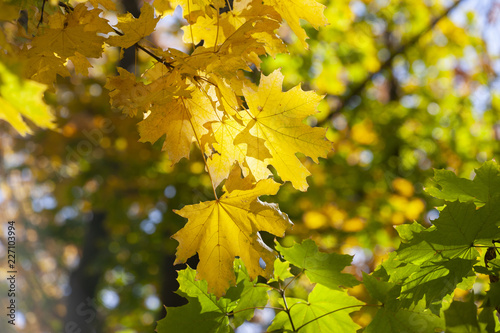 Yellow maple leaves, autumnal natural background, selective focus