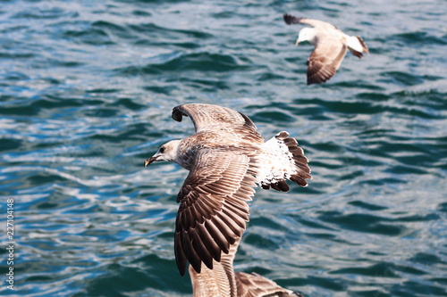 seagull in flight