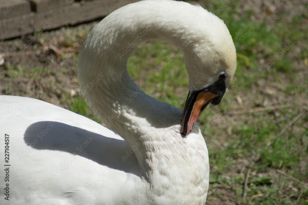 Obraz premium portrait of a swan