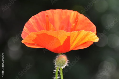 Klatschmohn in der Toskana