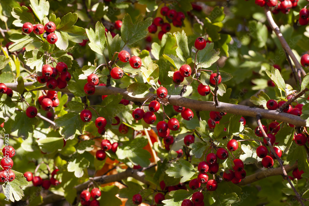 branches with hawthorn berries in the garden. background with branches and hawthorn berries. branches with hawthorn berries in the garden. background with branches and hawthorn berries.