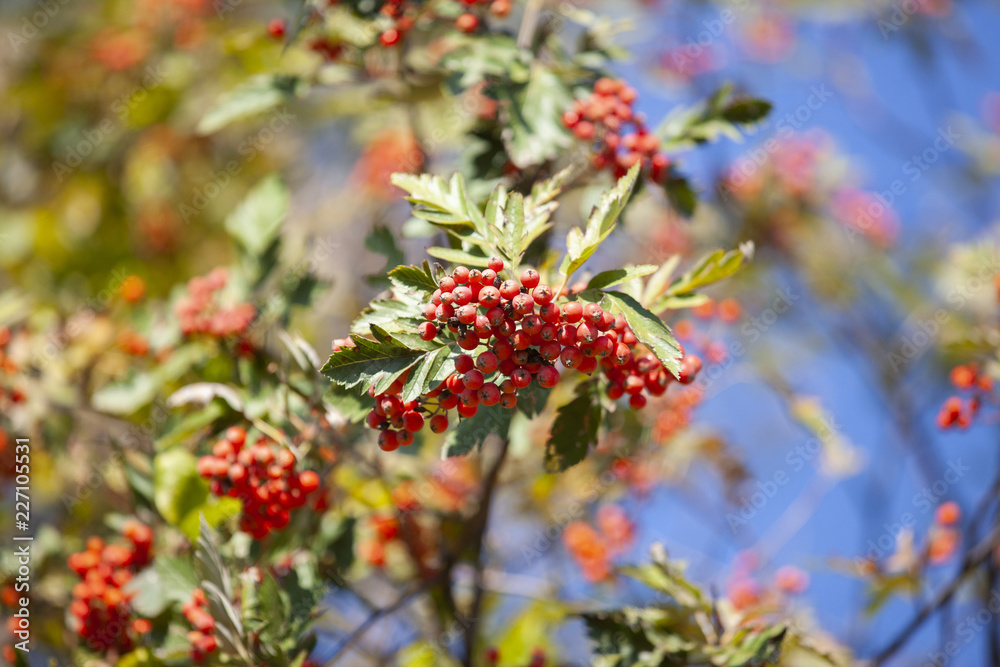 Hawthorn with fruits and leaves against the blue sky