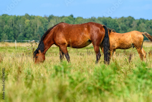 horse grazing on a farm field