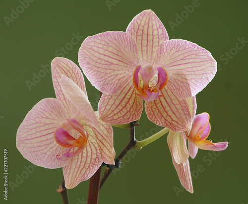 Orchid
