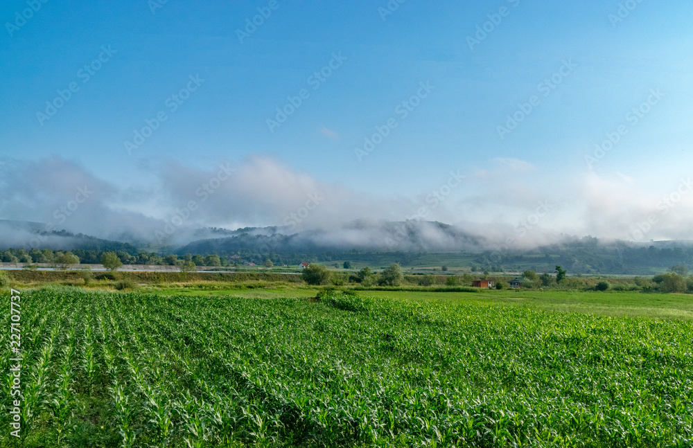 Corn field in Romania with clouds and mointains in the background