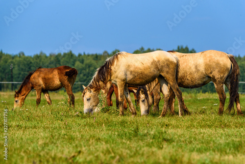 Fototapeta Naklejka Na Ścianę i Meble -  horse grazing on a farm field